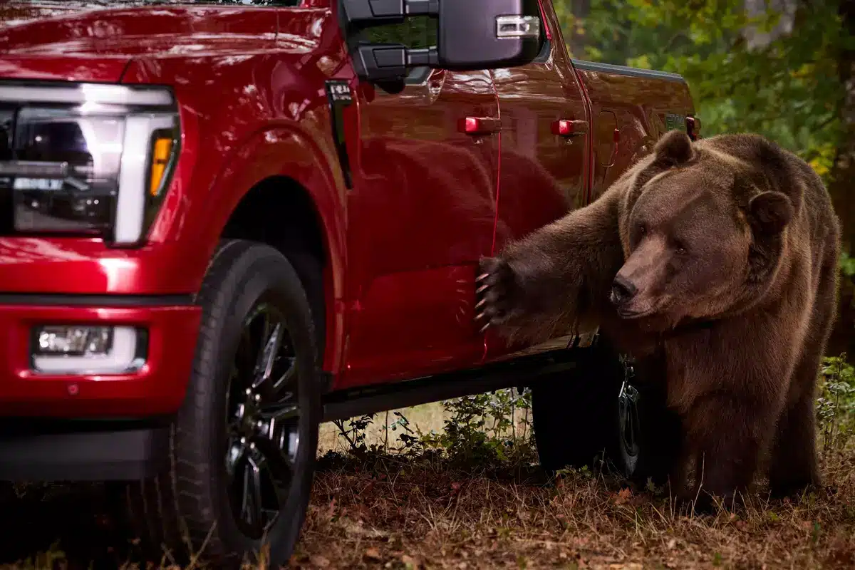 bear security 5 image 4