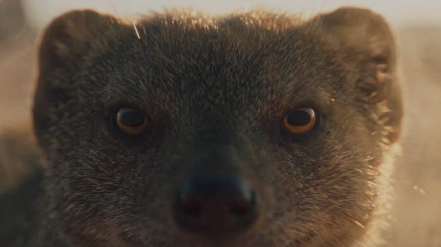 Close-up of a mongoose in GM’s teaser for the 8.3L Duramax diesel.