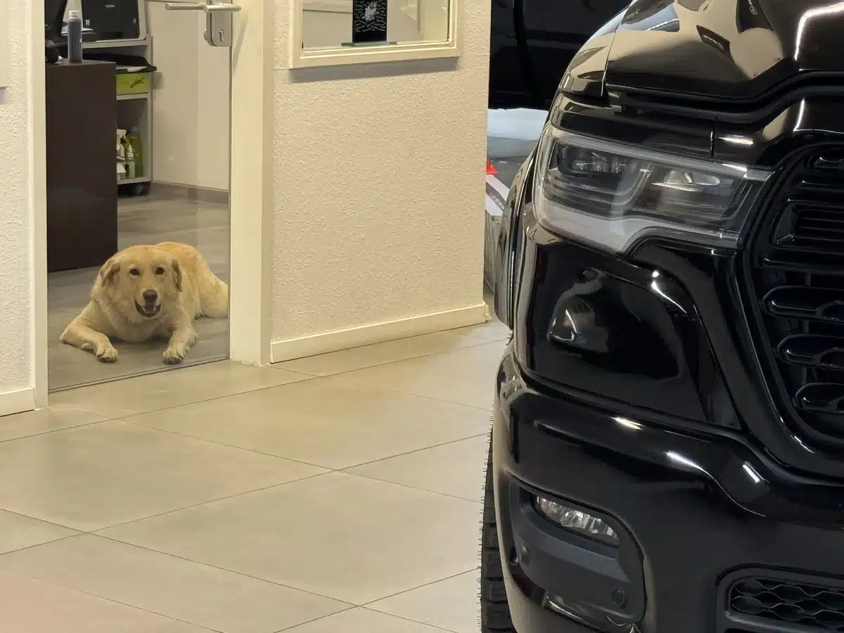 Yellow Labrador shop dog resting beside a doorway near a Ram pickup.